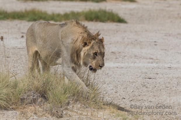 Lion-Etosha-Wildlife-Wide-Angle-2014-9-of-3