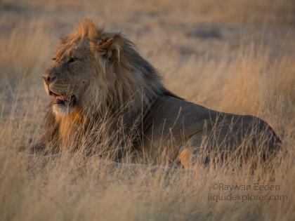 Lion-Etosha-Wildlife-Wide-Angle-3-of-8