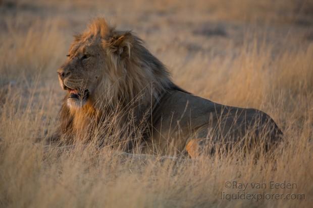 Lion-Etosha-Wildlife-Wide-Angle-3-of-8