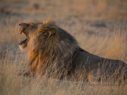 Lion-Etosha-Wildlife-Wide-Angle-4-of-8