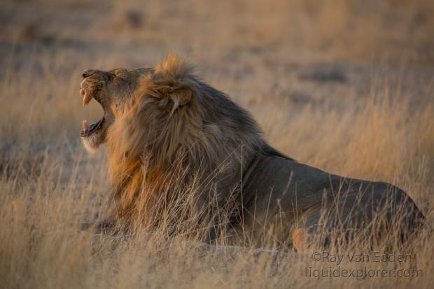 Lion-Etosha-Wildlife-Wide-Angle-4-of-8