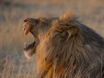 Lion-Etosha-Wildlife-Wide-Angle-5-of-8