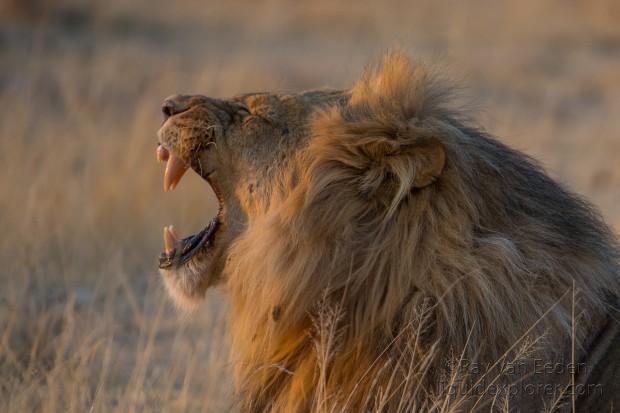 Lion-Etosha-Wildlife-Wide-Angle-5-of-8