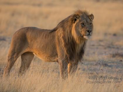 Lion-Etosha-Wildlife-Wide-Angle-6-of-8