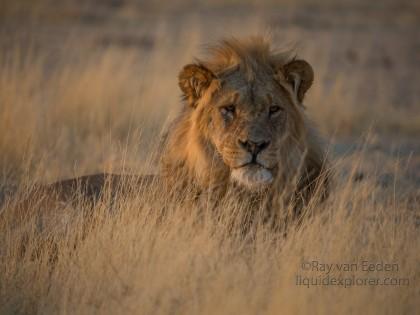 Lion-Etosha-Wildlife-Wide-Angle-7-of-8