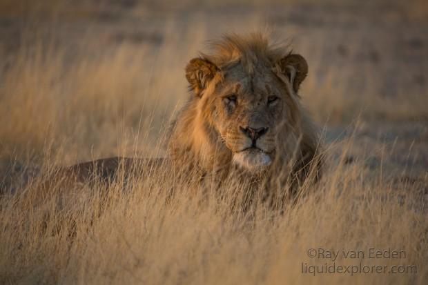 Lion-Etosha-Wildlife-Wide-Angle-7-of-8