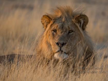 Lion-Etosha-Wildlife-Wide-Angle-8-of-8