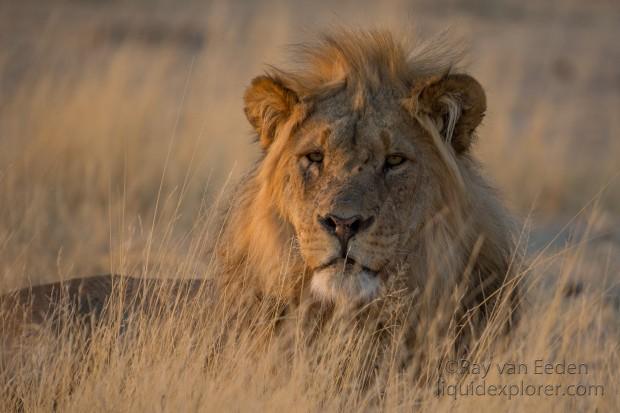 Lion-Etosha-Wildlife-Wide-Angle-8-of-8
