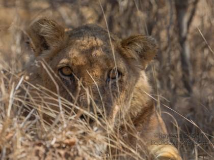 Lion-Kurger-Park-Wildlife-Portrait-2014-1-of-2