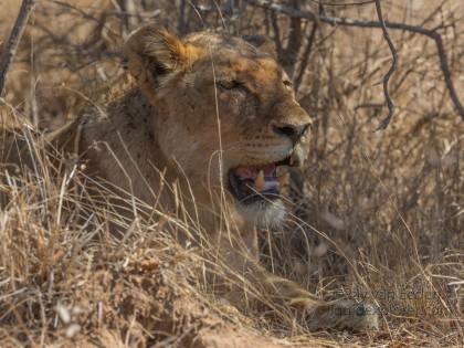 Lion-Kurger-Park-Wildlife-Portrait-2014-2-of-2