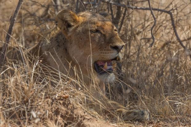 Lion-Kurger-Park-Wildlife-Portrait-2014-2-of-2