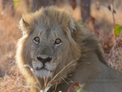 Lion-Kurger-Park-Wildlife-Portrait-2014-3-of-2