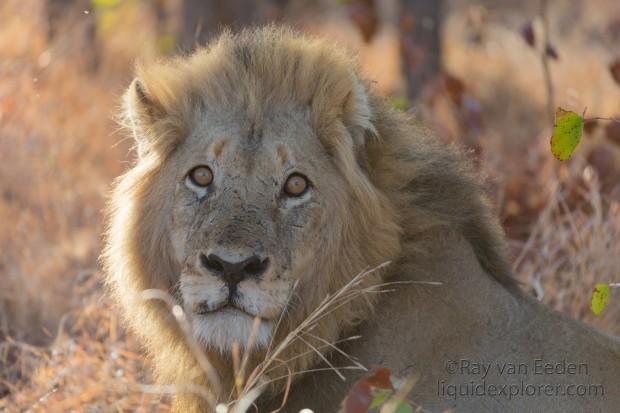 Lion-Kurger-Park-Wildlife-Portrait-2014-3-of-2