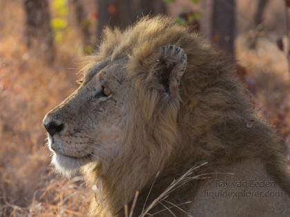 Lion-Kurger-Park-Wildlife-Portrait-2014-4-of-2