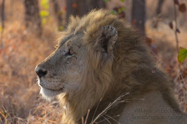 Lion-Kurger-Park-Wildlife-Portrait-2014-4-of-2