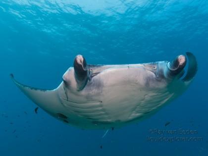 Manta-Fushuvaru Thila-Wildlife Wide Angle 2012 (1 of 1)