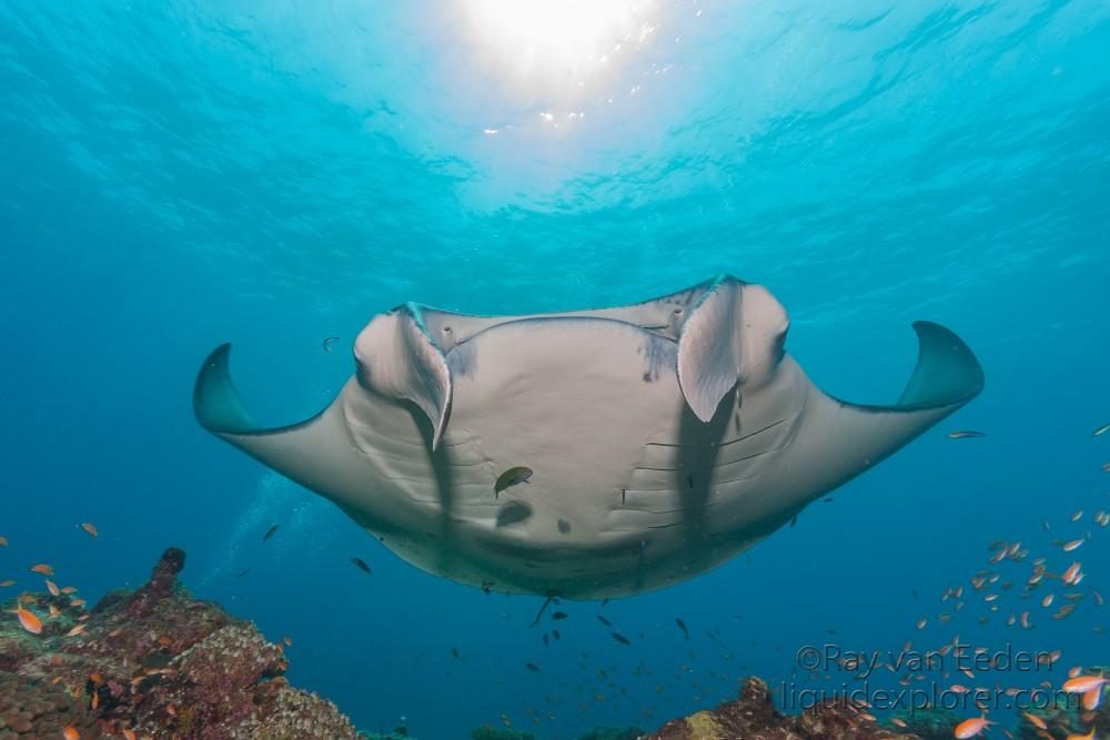 Manta-Fushuvaru Thila-Wildlife Wide Angle 2012 (2 of 1)