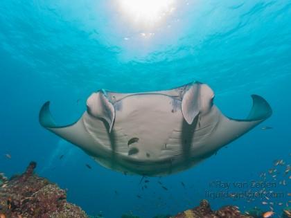 Manta-Fushuvaru Thila-Wildlife Wide Angle 2012 (2 of 1)