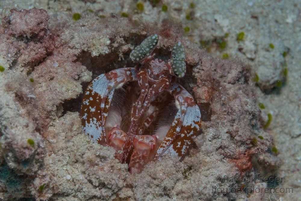 Mantis Shrimp-Latheef-Wildlife Portrait 2014 (1 of 1)