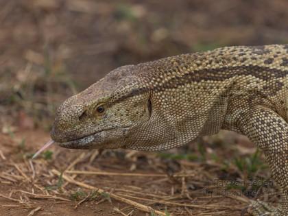 Monitor-Lizard-Imfolozi-Wildlife-Portrait-2014-1-of-1