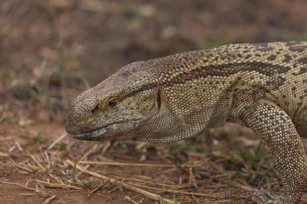 Monitor-Lizard-Imfolozi-Wildlife-Portrait-2014-1-of-1