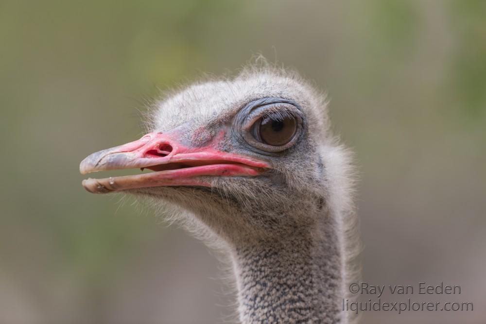 Ostrich-Imfolozi-Wildlife-Portrait-2014-1-of-1