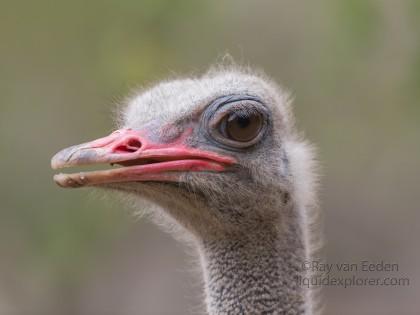Ostrich-Imfolozi-Wildlife-Portrait-2014-1-of-1