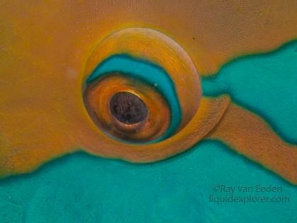 Parrot Fish-Bodu Giri-Wildlife Portrait 2014 (2 of 1)