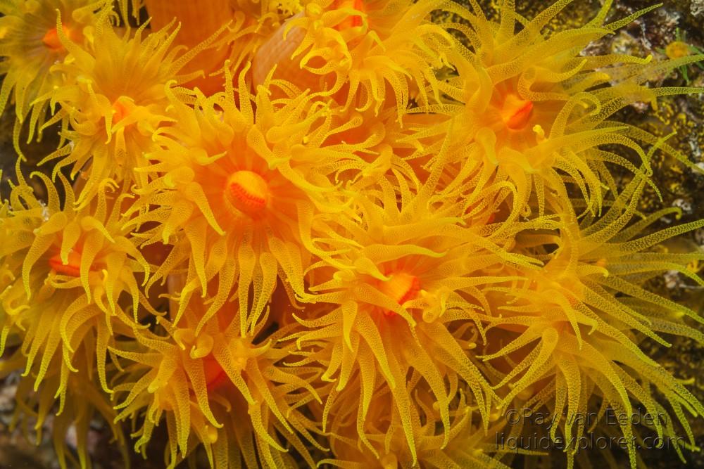 Polyps-Bodu Giri-Wildlife Portrait 2014 (1 of 1)