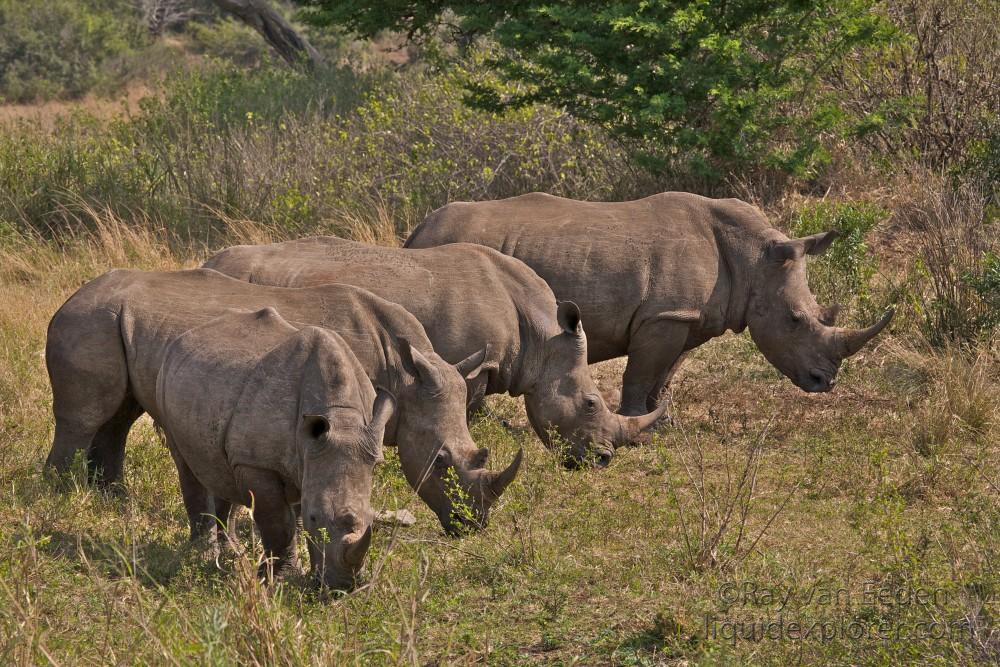 Rhino Hluhluwe Wildlife