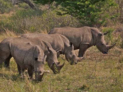 Rhino Hluhluwe Wildlife