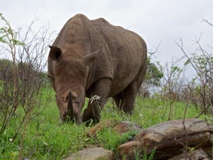 Rhino1-Hluhluwe-Wildlife