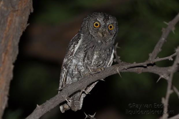 Scops-Owl-Gobabis-Wildlife-Portrait-2014-1-of-3