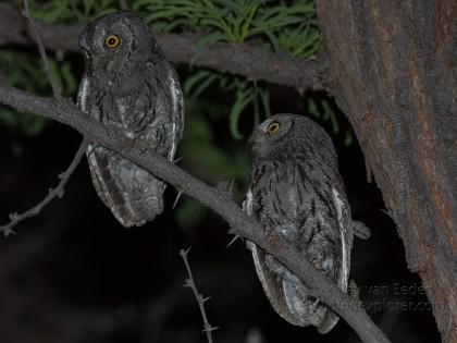 Scops-Owl-Gobabis-Wildlife-Portrait-2014-2-of-3