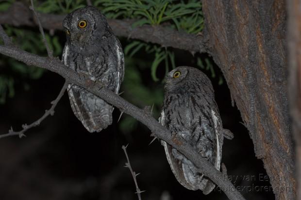 Scops-Owl-Gobabis-Wildlife-Portrait-2014-2-of-3