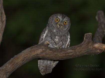 Scops-Owl-Gobabis-Wildlife-Portrait-2014-3-of-3