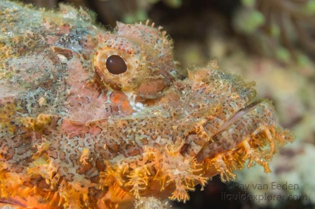 Scorpion fish-Anemone-Underwater Portrait 2015 (1 of 1)