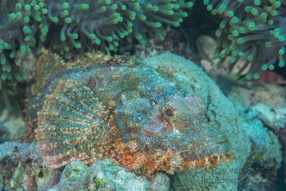 Scorpion fish-Anemone-Underwater Portrait 2015 (2 of 1)