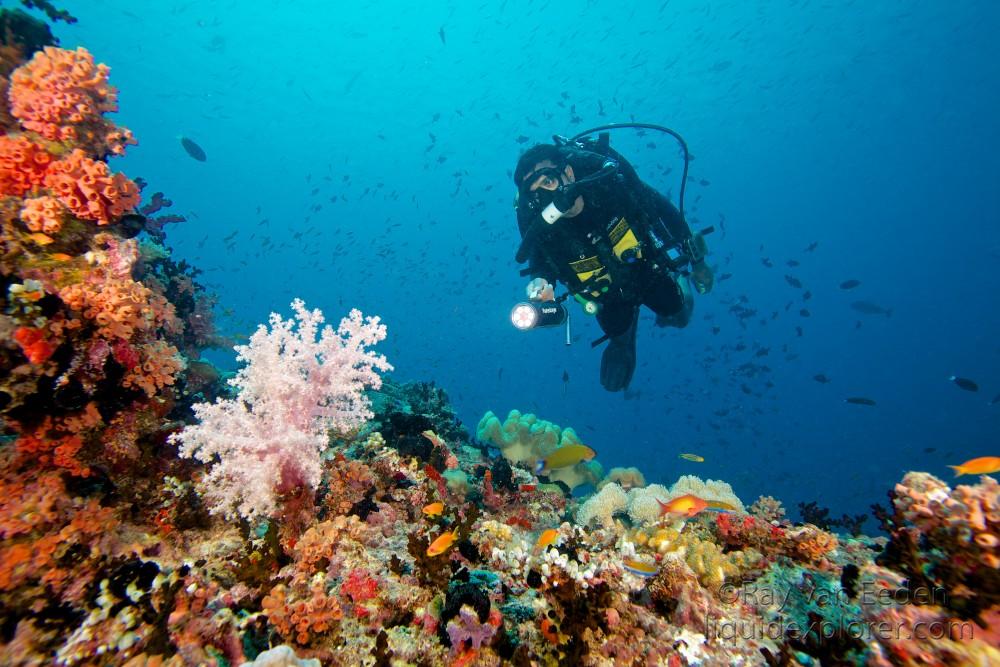 Soft Coral Christmas Rock Underwater