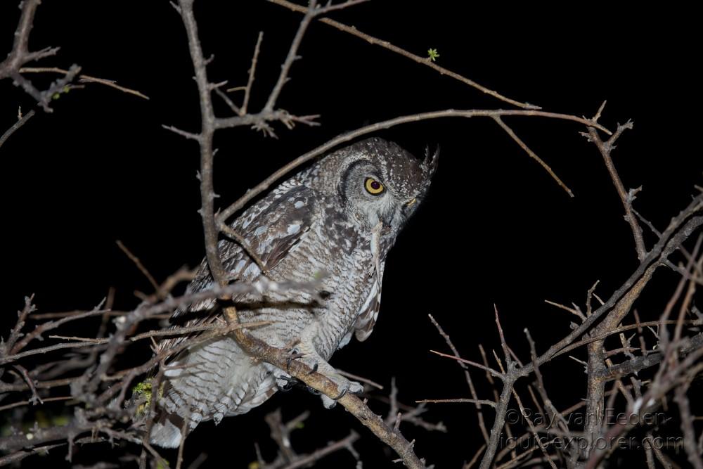 Spotted-Eagle-Owl-Central-Kalahari-Wildlife