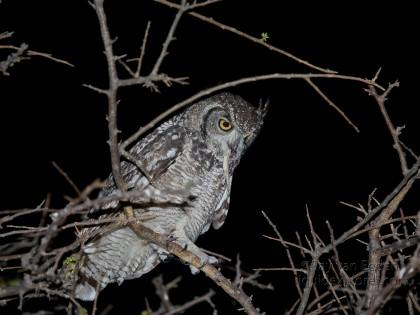 Spotted-Eagle-Owl-Central-Kalahari-Wildlife