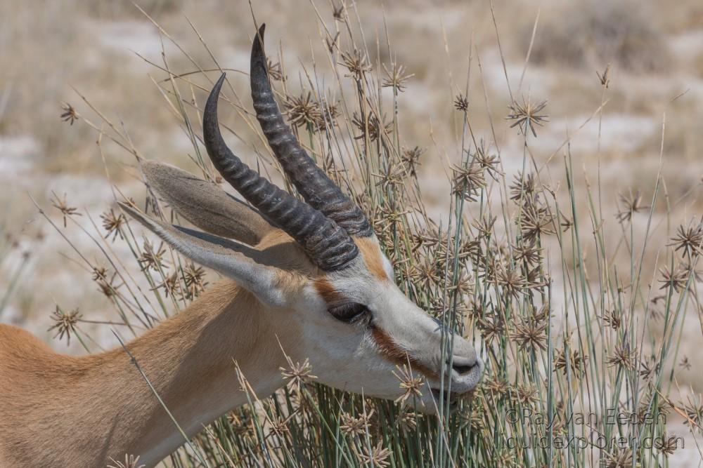 Springbuck-Etosha-Wildlife-Portrait-2014-1-of-1