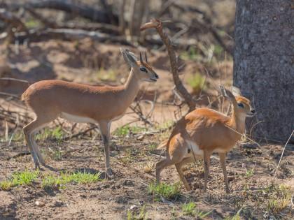 Steenbok-Kurger-Park-Wildlife-Wide-Angle-2014-1-of-1