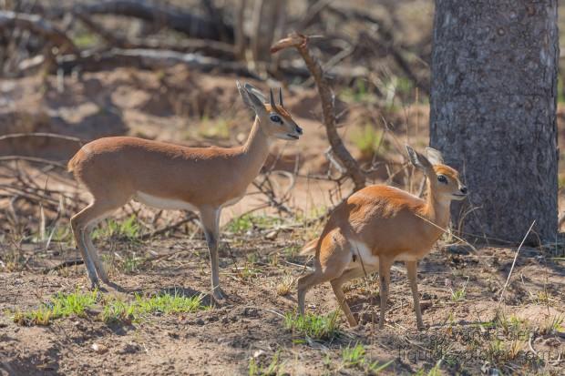 Steenbok-Kurger-Park-Wildlife-Wide-Angle-2014-1-of-1