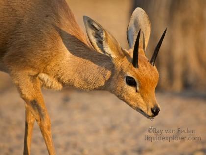 Steenbuck Central Kalahari Wildlife