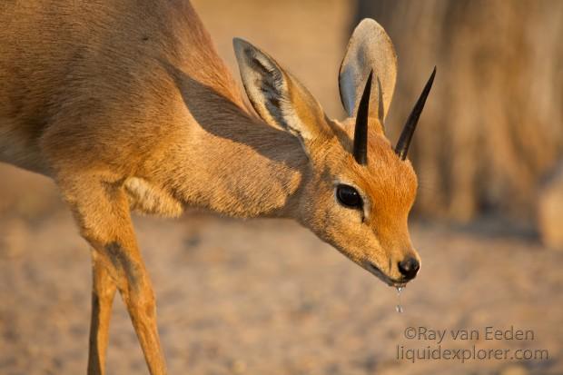 Steenbuck Central Kalahari Wildlife