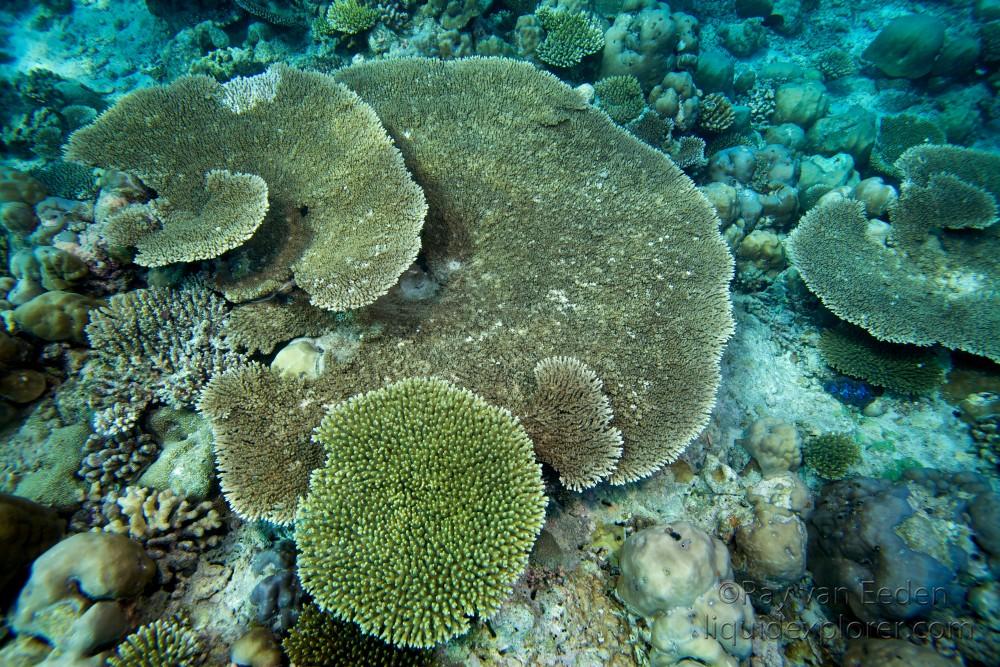 Table Coral Dathafaru Underwater