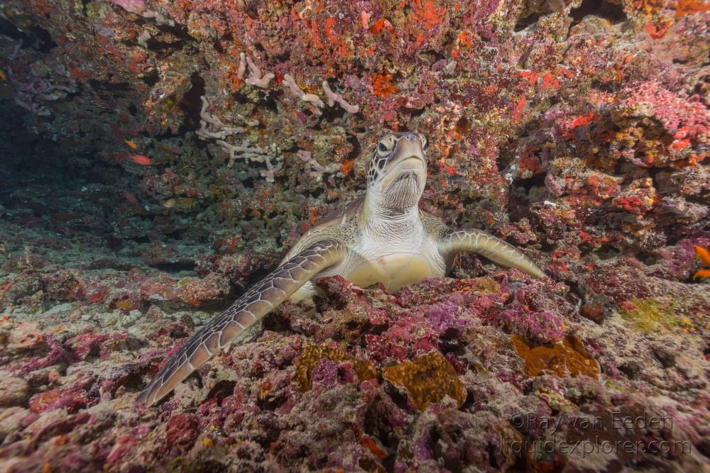 Turtle-Caves-Underwater-Portrait