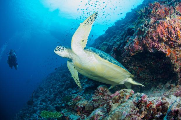 Turtle-Fushivaru-Thila-Underwater