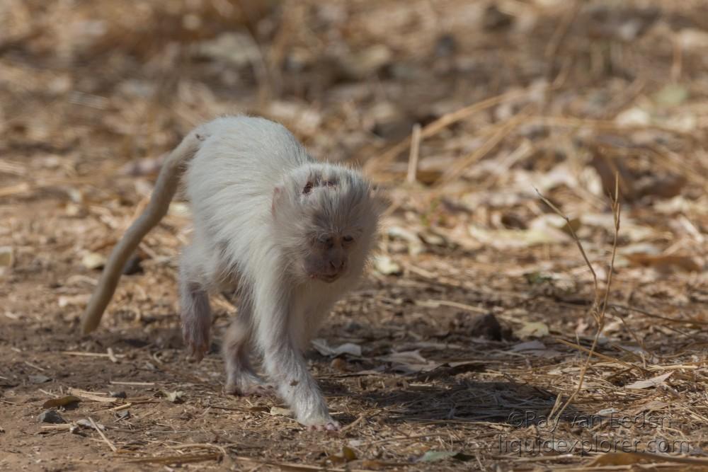 Vervet-Monkey-Kurger-Park-Wildlife-Wide-Angle-2014-1-of-1